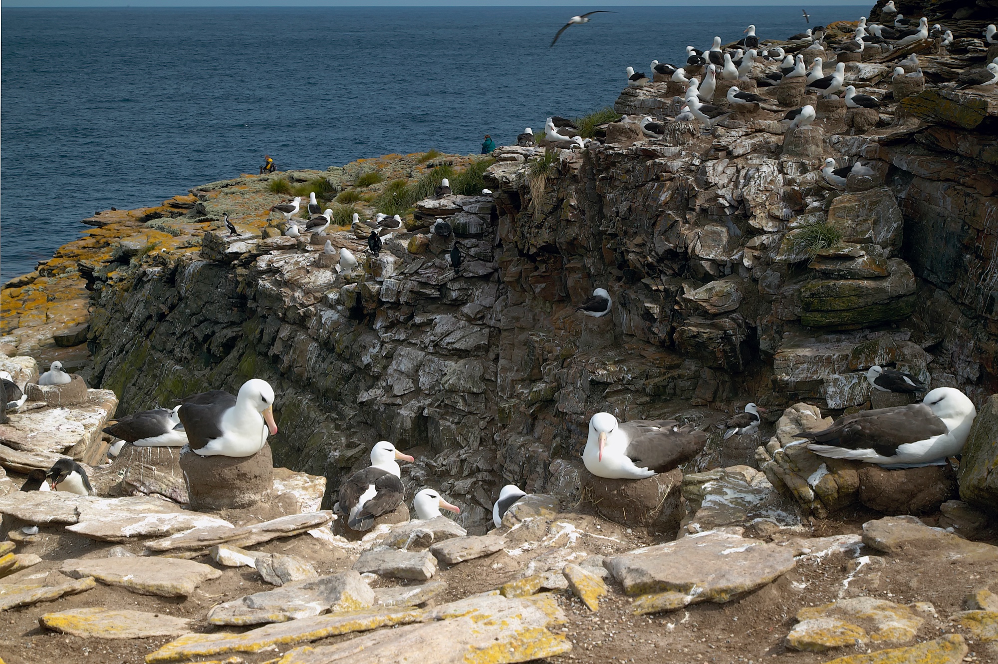 Schwarzbrauen Albatros Kolonie auf New Island